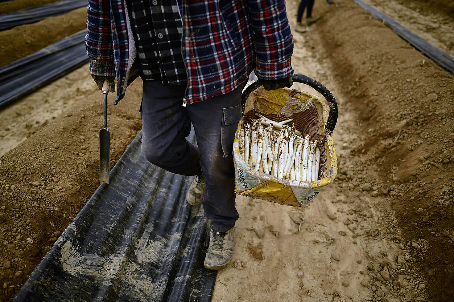 Un trabajador temporal lleva espárragos blancos desde el campo en Uterga, a unos 15 km de Pamplona, ​​el 5 de abril de 2020