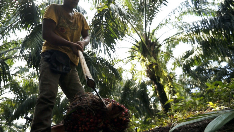 Los trabajadores del aceite de palma tienen que cumplir unos objetivos tan extenuantes para recibir un salario suficiente para mantenerse que...